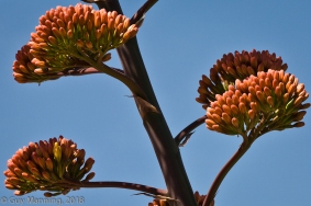 Century Plant Blossom, Bosque del Apache National Wildlife Refuge, NM
